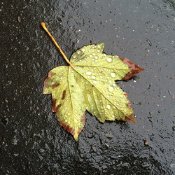 Natur