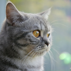 Katzen